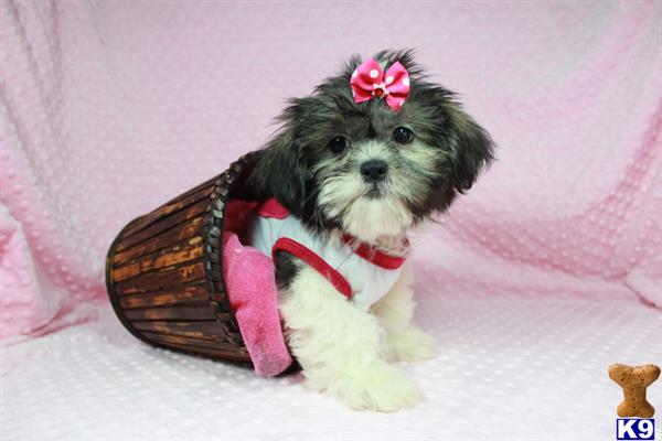 lvpuppyheaven Picture 2